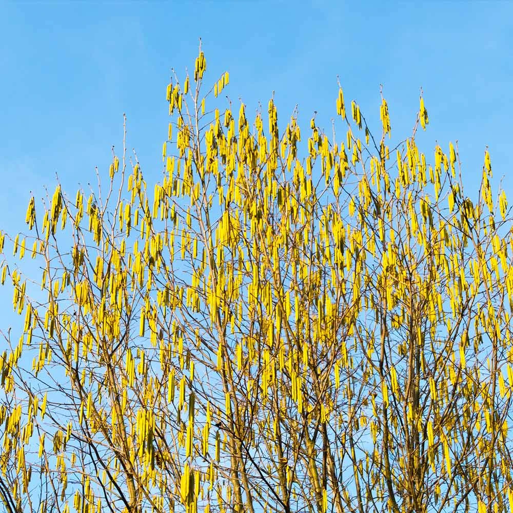 Jefferson Filbert Hazelnut Tree 8 Jefferson Filbert Hazelnut Tree - Image 6