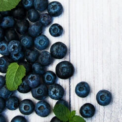 Jewel Blueberry Bush -Lanscapes Store Jewel Blueberry 2