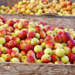 Jonagold Apple Tree 8 Jonagold Apple Tree -Lanscapes Store Jonagold Apple 6