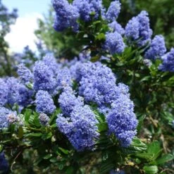 Creeping Mountain Lilac -Lanscapes Store Joyce Coulter California Lilac 2