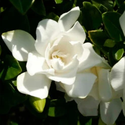 Jubilation™ Gardenia Shrub -Lanscapes Store Jubilation Gardenia 3