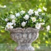 Jubilation™ Gardenia Shrub -Lanscapes Store Jubilation Gardenia FGT 600x600 bd124386 3946 45a6 bda4 3426b2c3eacf