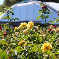 Julia Child And Ebb Tide™ Two-fer® Rose Tree 8 Julia Child And Ebb Tide™ Two-fer® Rose Tree -Lanscapes Store Julia CHild and Ebb Tide Rose Tree 4