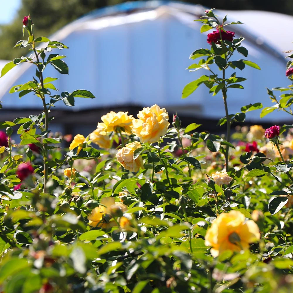 Julia Child And Ebb Tide™ Two-fer® Rose Tree 5 Julia Child And Ebb Tide™ Two-fer® Rose Tree - Image 3