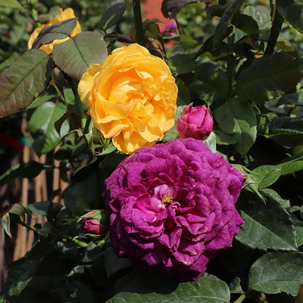 Julia Child And Ebb Tide™ Two-fer® Rose Tree 3 Julia Child And Ebb Tide™ Two-fer® Rose Tree
