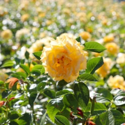 Julia Child Rose -Lanscapes Store Julia Child Rose 4