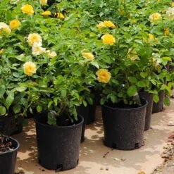 Julia Child Rose -Lanscapes Store Julia Child Rose 7