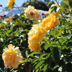 Julia Child Rose Tree -Lanscapes Store Julia Child Rose Tree 8