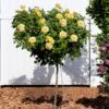 Julia Child Rose Tree -Lanscapes Store Julia Child Rose Tree FGT 600x600 25fabf2f c835 40dd 96da f3d79fb0cde7