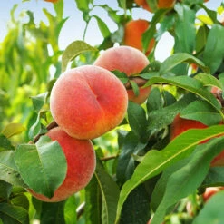 June Gold Peach Tree -Lanscapes Store June Gold peaches 1