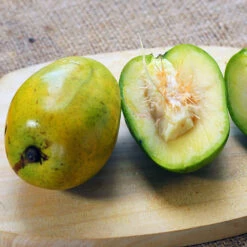 June Plum Tree -Lanscapes Store June Plum 5