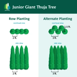 Junior Giant Thuja Tree -Lanscapes Store JuniorGiantThujaTree