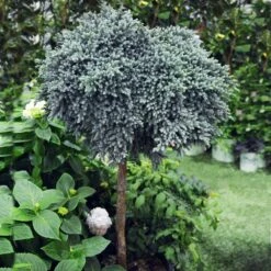 Lanscapes Store -Lanscapes Store Juniper BLue Star Standard