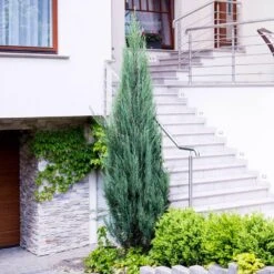 Skyrocket Junipers 10 Skyrocket Junipers -Lanscapes Store Juniper Skyrocket 6 FGT