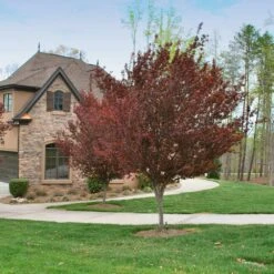 KV' Flowering Plum Tree 10 KV' Flowering Plum Tree -Lanscapes Store KV Flowering Plum 4