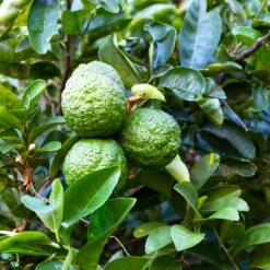 Kaffer 'Kieffer' Lime Tree -Lanscapes Store Kaffir Lime 6