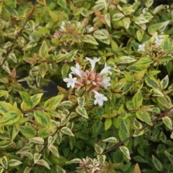 Kaleidoscope Abelia Shrub -Lanscapes Store Kaleidoscope Abelia 2 FGT