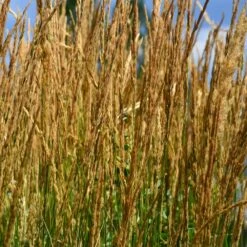 Karl Foerster Grass -Lanscapes Store Karl Foerster Grass 2