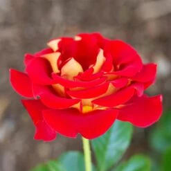 Ketchup And Mustard Rose Shrub -Lanscapes Store Ketchup and Mustard Rose 1 FGT