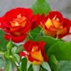Ketchup And Mustard Rose Shrub -Lanscapes Store Ketchup and Mustard Rose FGT 600x600 8c87e0c9 4762 425c 8da5 29b418811463