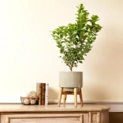 Meyer Lemon + Key Lime Bush Pack 12 Meyer Lemon + Key Lime Bush Pack -Lanscapes Store Key Lime Bush 4 e63a67f8 53df 467e af90 ae9e06436ddf