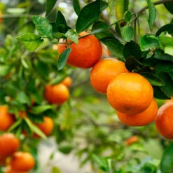 Kishu Mandarin Tree (Seedless) 9 Kishu Mandarin Tree (Seedless) -Lanscapes Store Kishu Mandarin Tree 4
