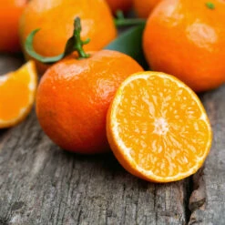 Kishu Mandarin Tree (Seedless) 10 Kishu Mandarin Tree (Seedless) -Lanscapes Store Kishu Mandarin Tree 6
