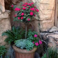 Knock Out® Rose Tree -Lanscapes Store Knockout Rose Tree Red 1 FGT