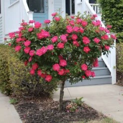 Knock Out® Rose Tree -Lanscapes Store Knockout Rose Tree Red 2 FGT