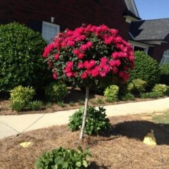 Knock Out® Rose Tree -Lanscapes Store Knockout Rose Tree Red FGT