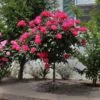 Knock Out® Rose Tree -Lanscapes Store Knockout Rose Tree Red FGT 600x600 5719ae0c cb19 49f9 a38a 85fd12c97728