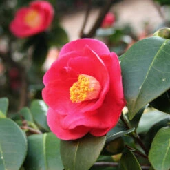 Korean Fire Camellia Shrub -Lanscapes Store Korean Fire Camellia 5 FGT