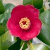 Korean Fire Camellia Shrub -Lanscapes Store Korean Fire Camellia FGT 600x600 a9e192f0 5d14 41bb 81e0 69b14654d63e