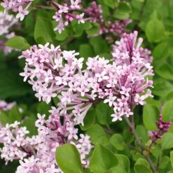 Dwarf Korean Lilac Shrub -Lanscapes Store Korean Lilac 2