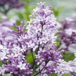 Dwarf Korean Lilac Tree -Lanscapes Store Korean Lilac Tree 2 BB