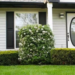 Korean Spice Viburnum Shrub -Lanscapes Store Korean Spice Viburnum 1