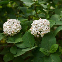 Korean Spice Viburnum Shrub -Lanscapes Store Korean Spice Viburnum 3