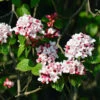 Korean Spice Viburnum Shrub -Lanscapes Store Korean Spice Viburnum 600x600 bf51b000 59e7 42b2 805e ab2fc59182f2
