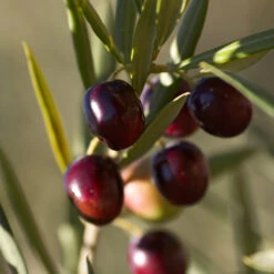 Koroneiki Greek Olive Tree - USDA Organic 9 Koroneiki Greek Olive Tree - USDA Organic -Lanscapes Store Koroneiki Olive 2 FGT db93b214 428c 4733 979d a70f1f9b9f7f