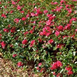 Kramers Camellia Shrub -Lanscapes Store Kramers Camellia FGT 1