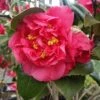 Kramers Camellia Shrub -Lanscapes Store Kramers Camellia FGT 600x600 b6ff6f90 18d4 4af6 8a42 ce6318e1b77d