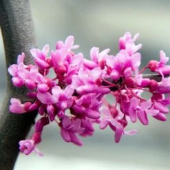 Lavender Twist® Weeping Redbud Tree -Lanscapes Store LAVENDER TWIST THUMB 6e0b03e6 c145 40fa 9261 d759a9ab9546