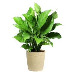 Peace Lily Plant 17 Peace Lily Plant -Lanscapes Store LIL PEA.10 Beige Delilah