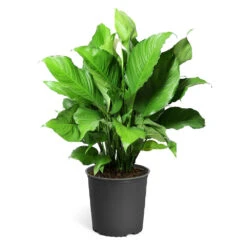 Peace Lily Plant 20 Peace Lily Plant -Lanscapes Store LIL PEA.10 standard pot 421927a6 487e 4f52 aef6 f750e8649b2b