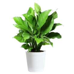 Peace Lily Plant 16 Peace Lily Plant -Lanscapes Store LIL PEA.10 white Delilah