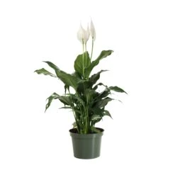 Peace Lily Plant 21 Peace Lily Plant -Lanscapes Store LIL PEA.6