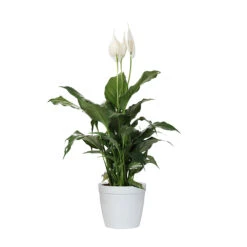 Peace Lily Plant 19 Peace Lily Plant -Lanscapes Store LIL PEA1 delilah white