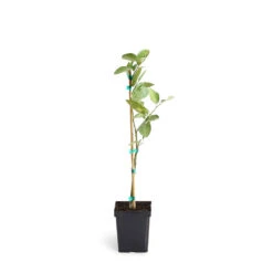Persian 'Bearss' Lime Tree 14 Persian 'Bearss' Lime Tree -Lanscapes Store LIM PER 12 1QT