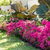 La Jolla Bougainvillea -Lanscapes Store La Jolla Bougainvillea FGT 600x600 e1375c00 6fde 46a5 8ec7 5a9a1f806e12