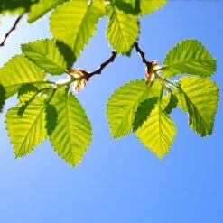 Lacebark Chinese Elm Tree -Lanscapes Store Lacebark Chinese Elm 1 FGT